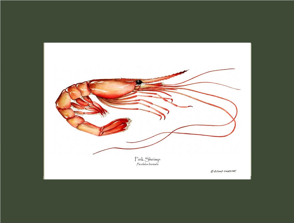 Shrimp, Pink | Wall Art Shellfish Print