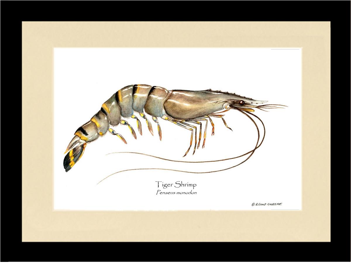 Shellfish Print: Shrimp, Tiger | Wall Art Shellfish Print