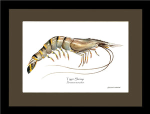 Shellfish Print: Shrimp, Tiger