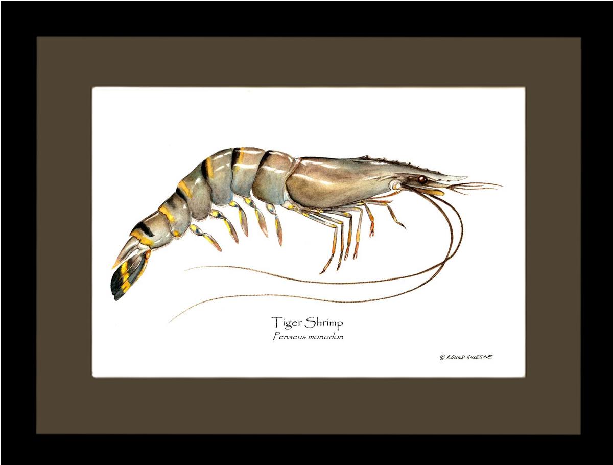 Shellfish Print: Shrimp, Tiger | Wall Art Shellfish Print