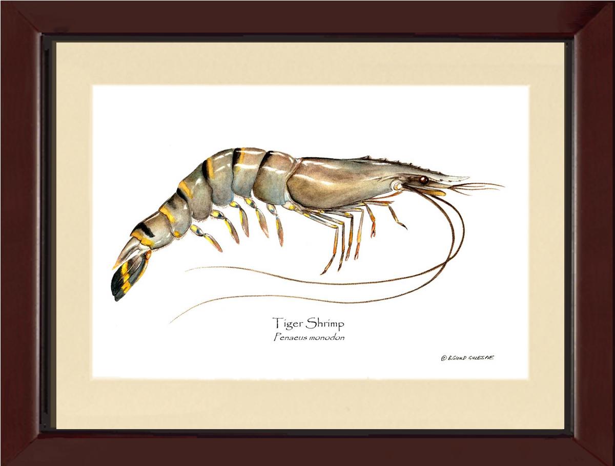 Shellfish Print: Shrimp, Tiger | Wall Art Shellfish Print