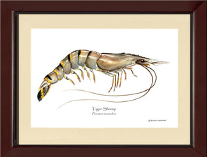 Shellfish Print: Shrimp, Tiger