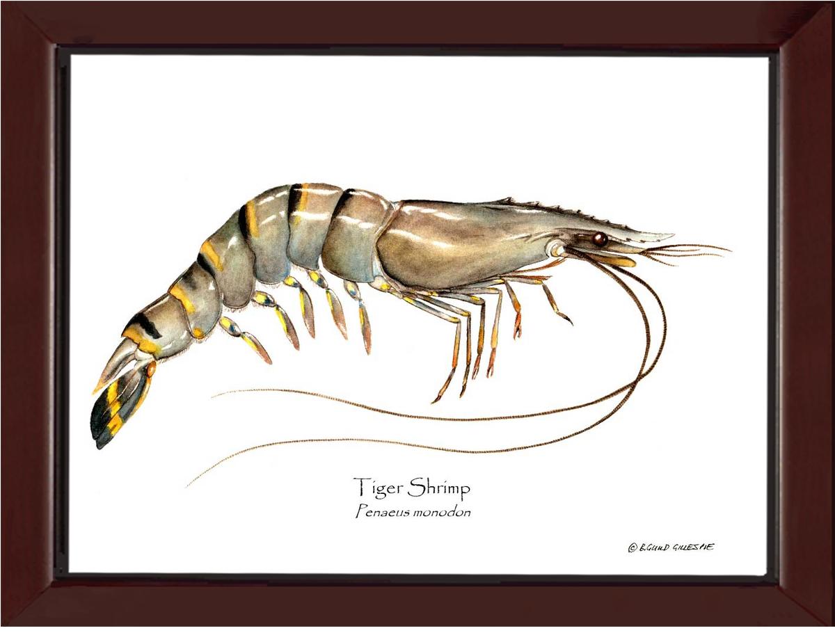 Shellfish Print: Shrimp, Tiger | Wall Art Shellfish Print