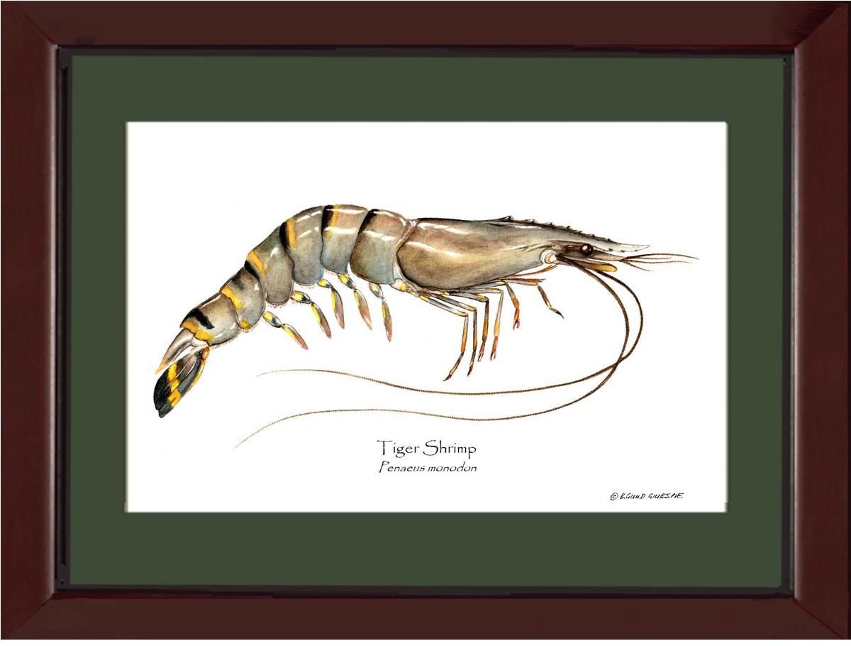Shellfish Print: Shrimp, Tiger | Wall Art Shellfish Print