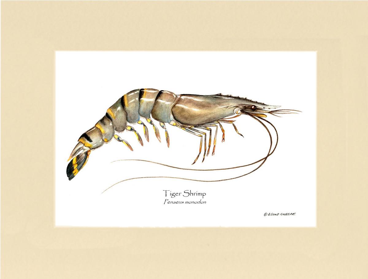 Shellfish Print: Shrimp, Tiger | Wall Art Shellfish Print