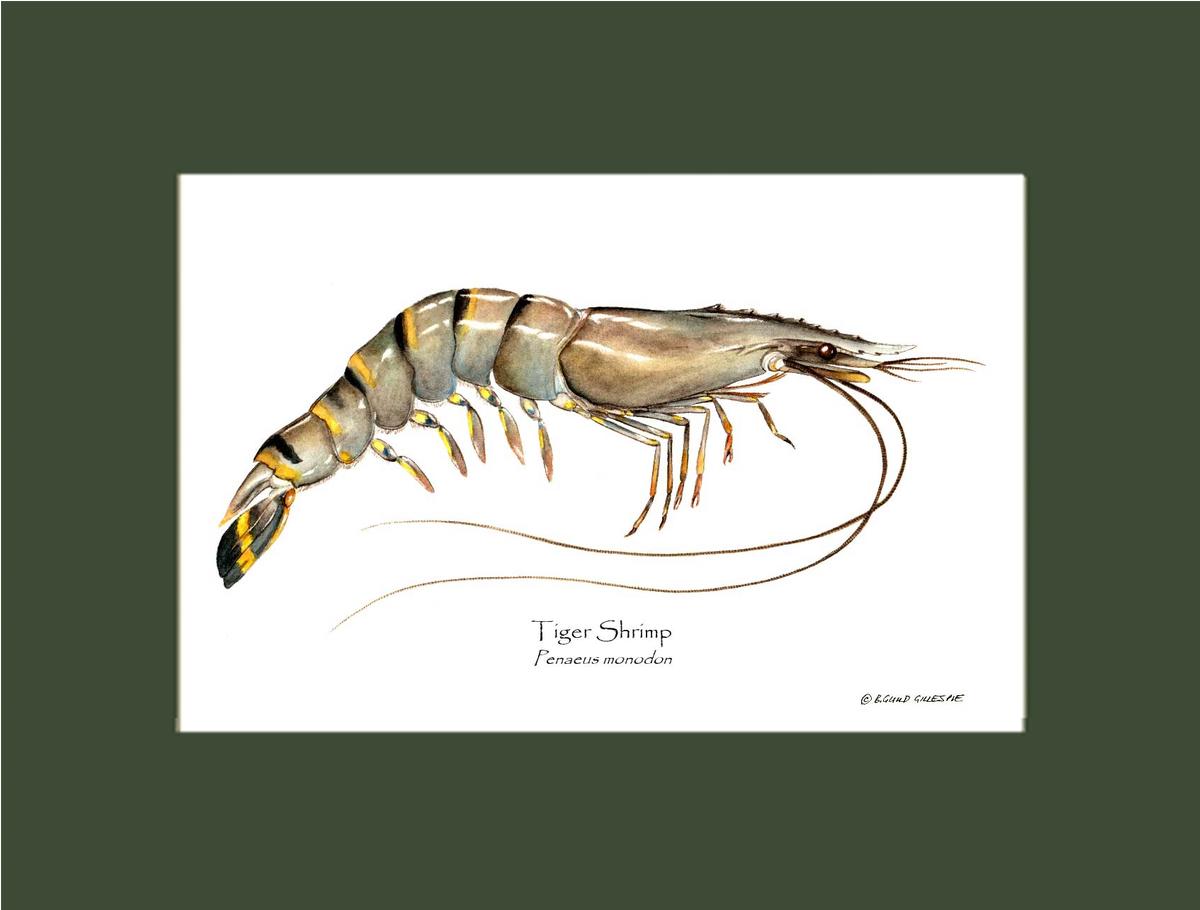 Shellfish Print: Shrimp, Tiger | Wall Art Shellfish Print