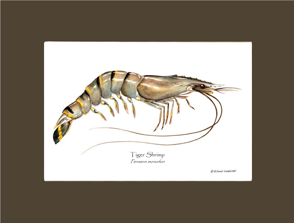 Shellfish Print: Shrimp, Tiger | Wall Art Shellfish Print
