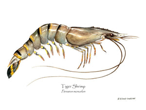 Shellfish Print: Shrimp, Tiger