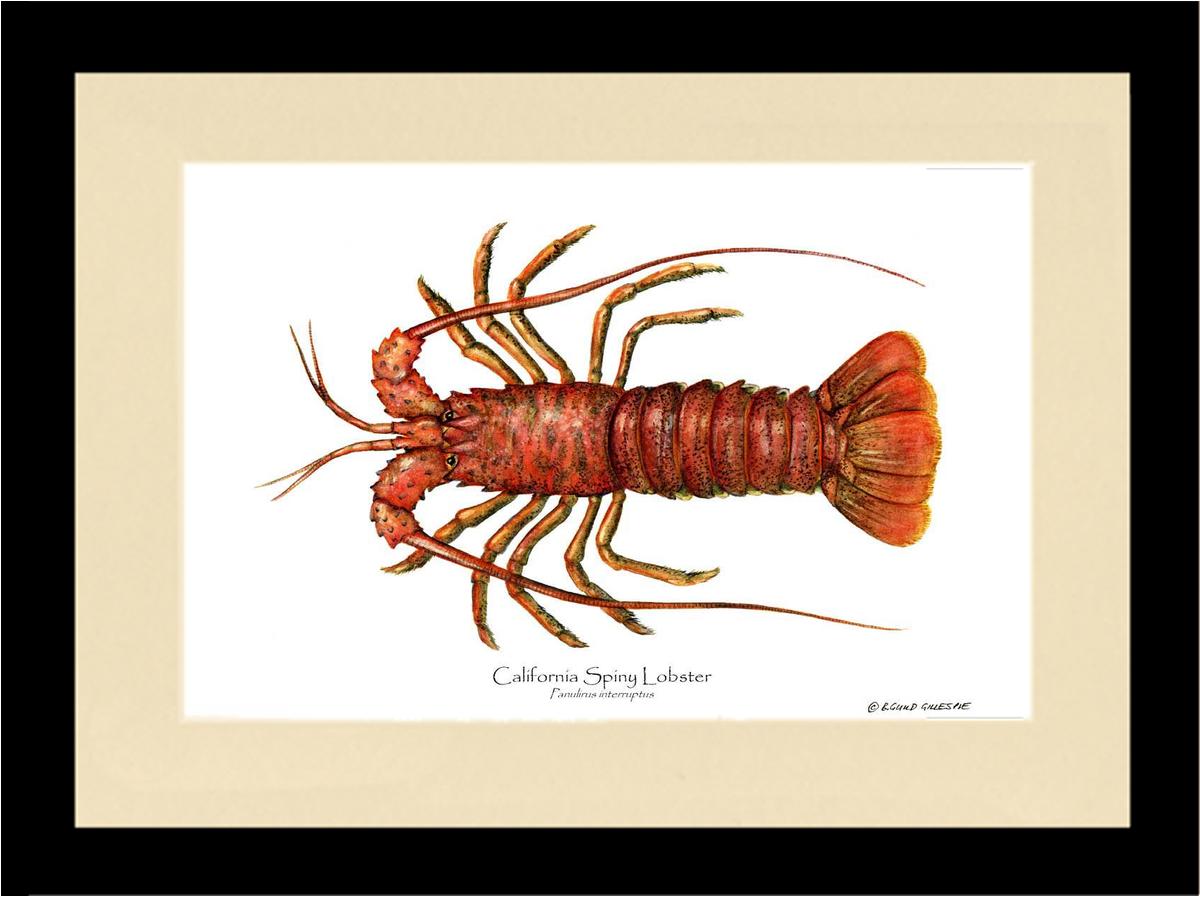 Lobster, California Spiny | Wall Art Shellfish Print