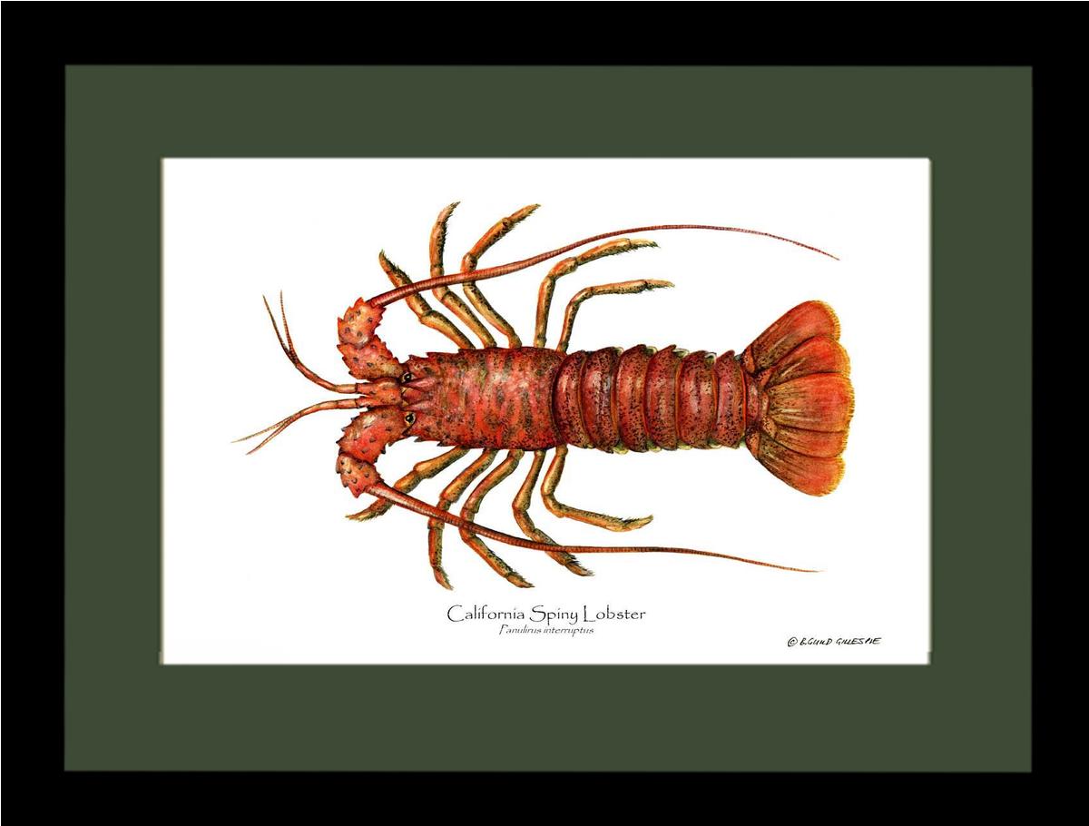 Lobster, California Spiny | Wall Art Shellfish Print