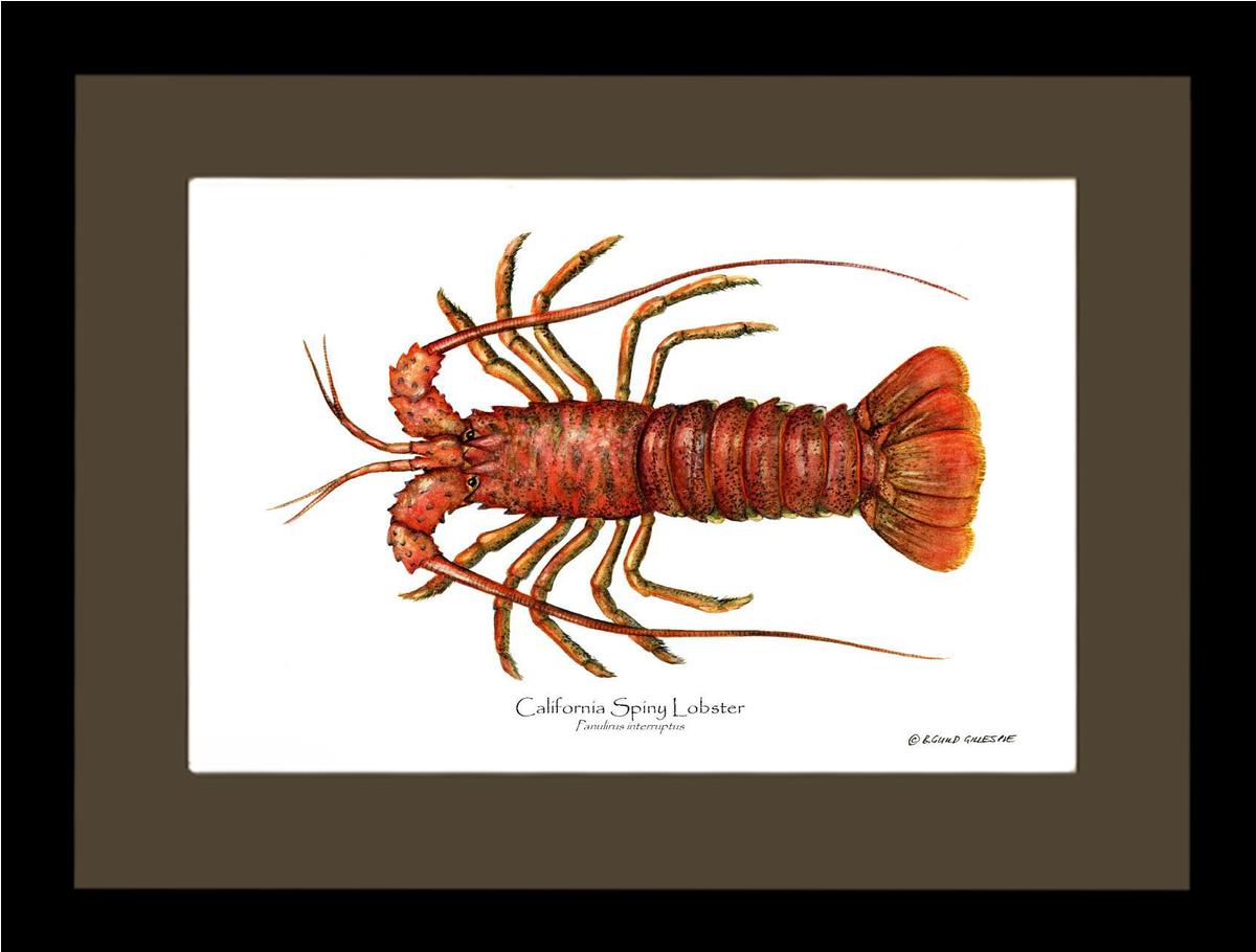 Lobster, California Spiny | Wall Art Shellfish Print