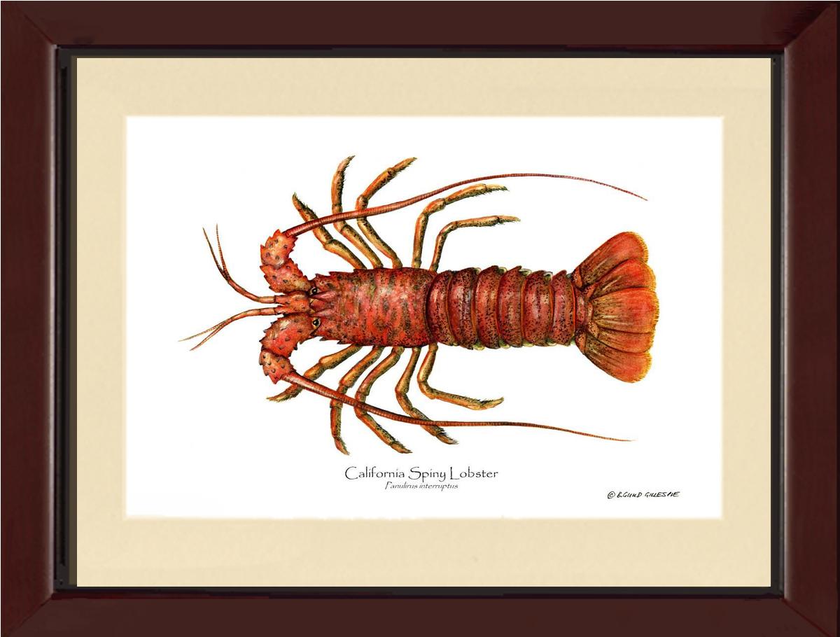 Lobster, California Spiny | Wall Art Shellfish Print