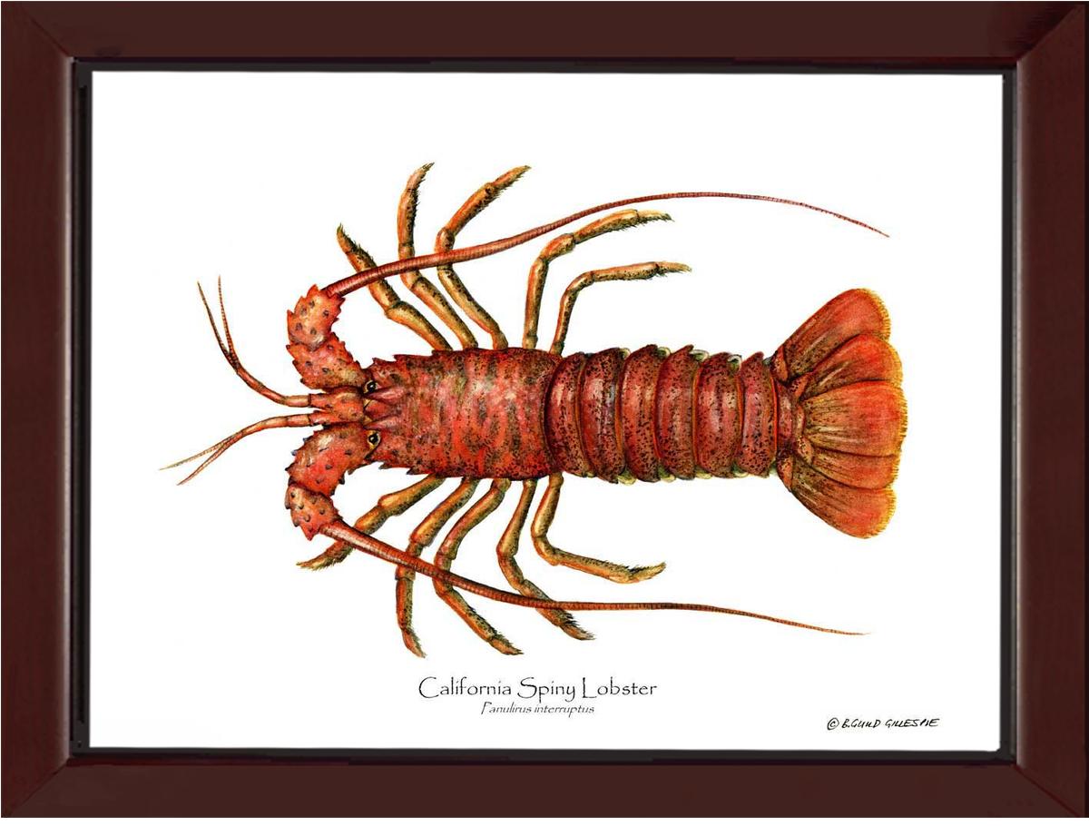 Lobster, California Spiny | Wall Art Shellfish Print