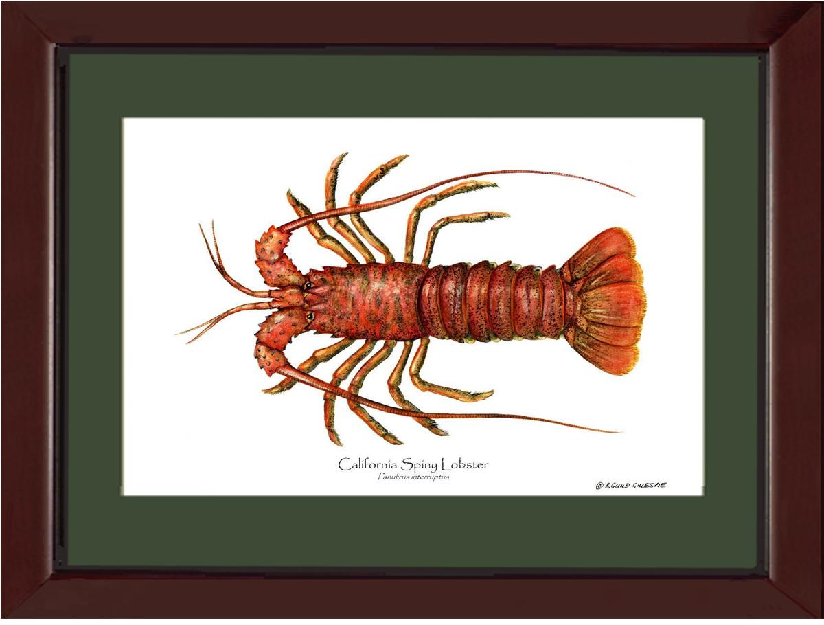 Lobster, California Spiny | Wall Art Shellfish Print