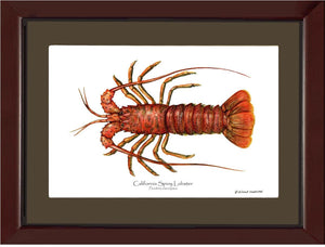 Lobster, California Spiny