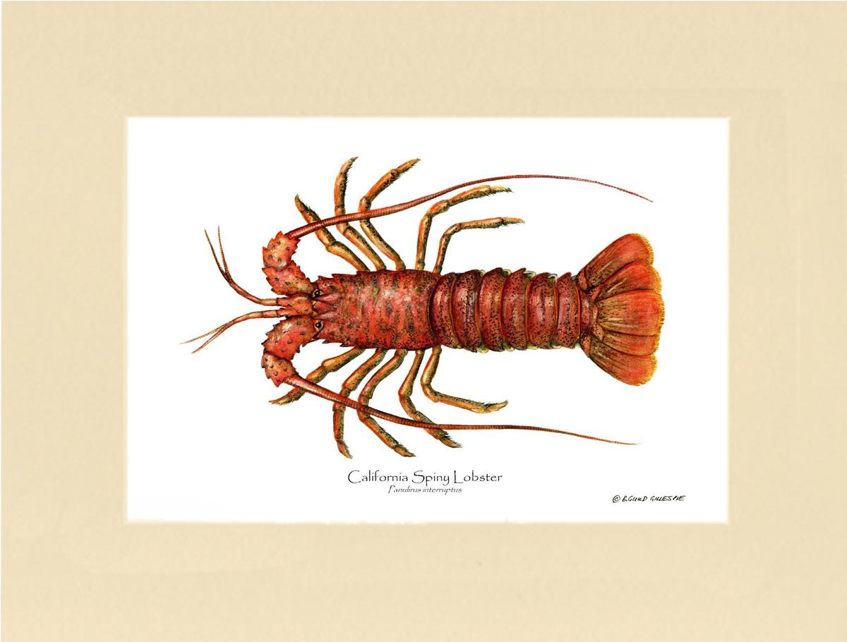 Lobster, California Spiny | Wall Art Shellfish Print