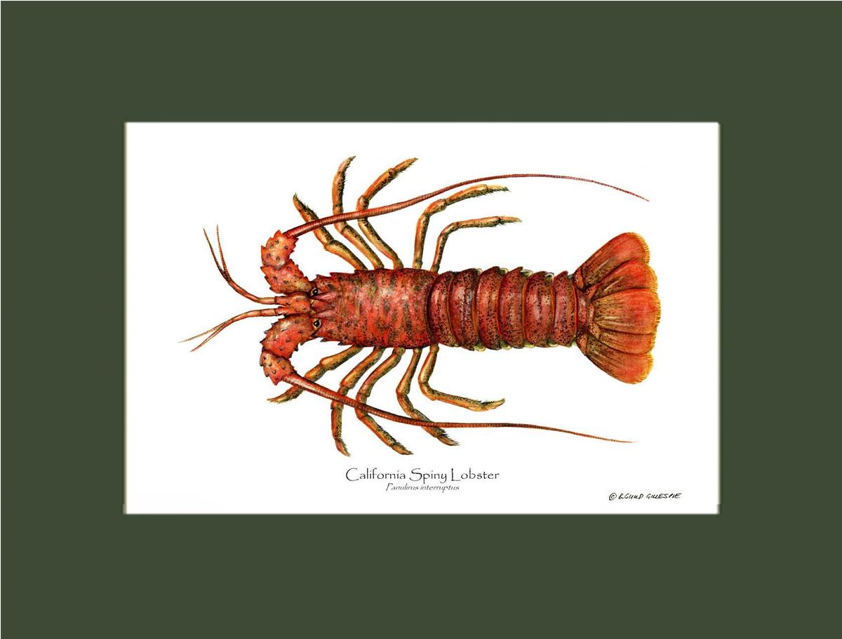 Lobster, California Spiny | Wall Art Shellfish Print