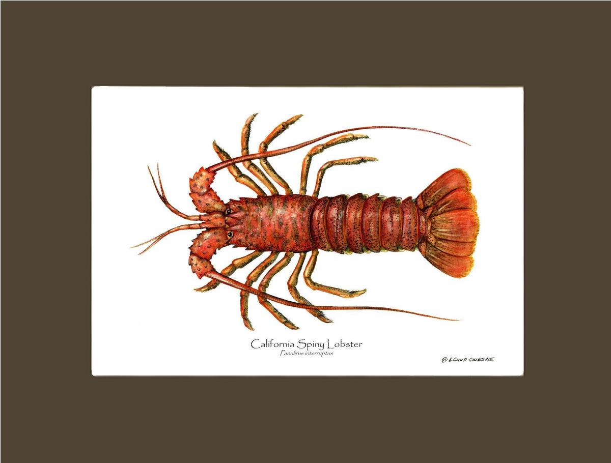 Lobster, California Spiny | Wall Art Shellfish Print
