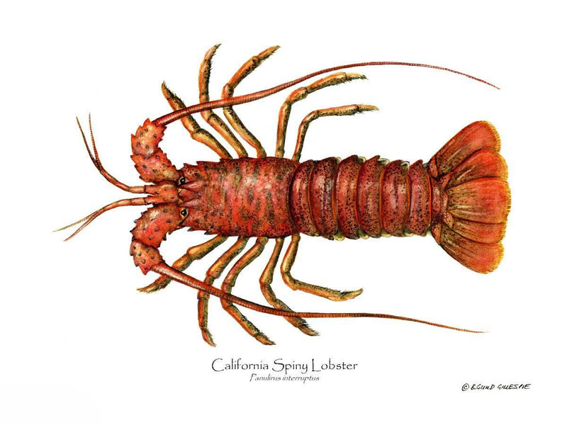 Lobster, California Spiny | Shellfish Wall Art Print – Charting Nature