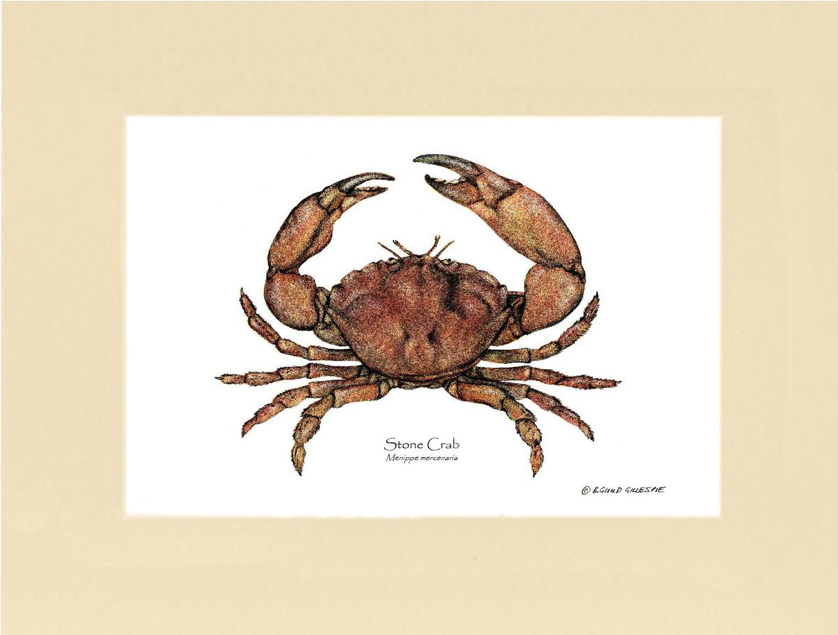 Crab, Stone | Wall Art Shellfish Print