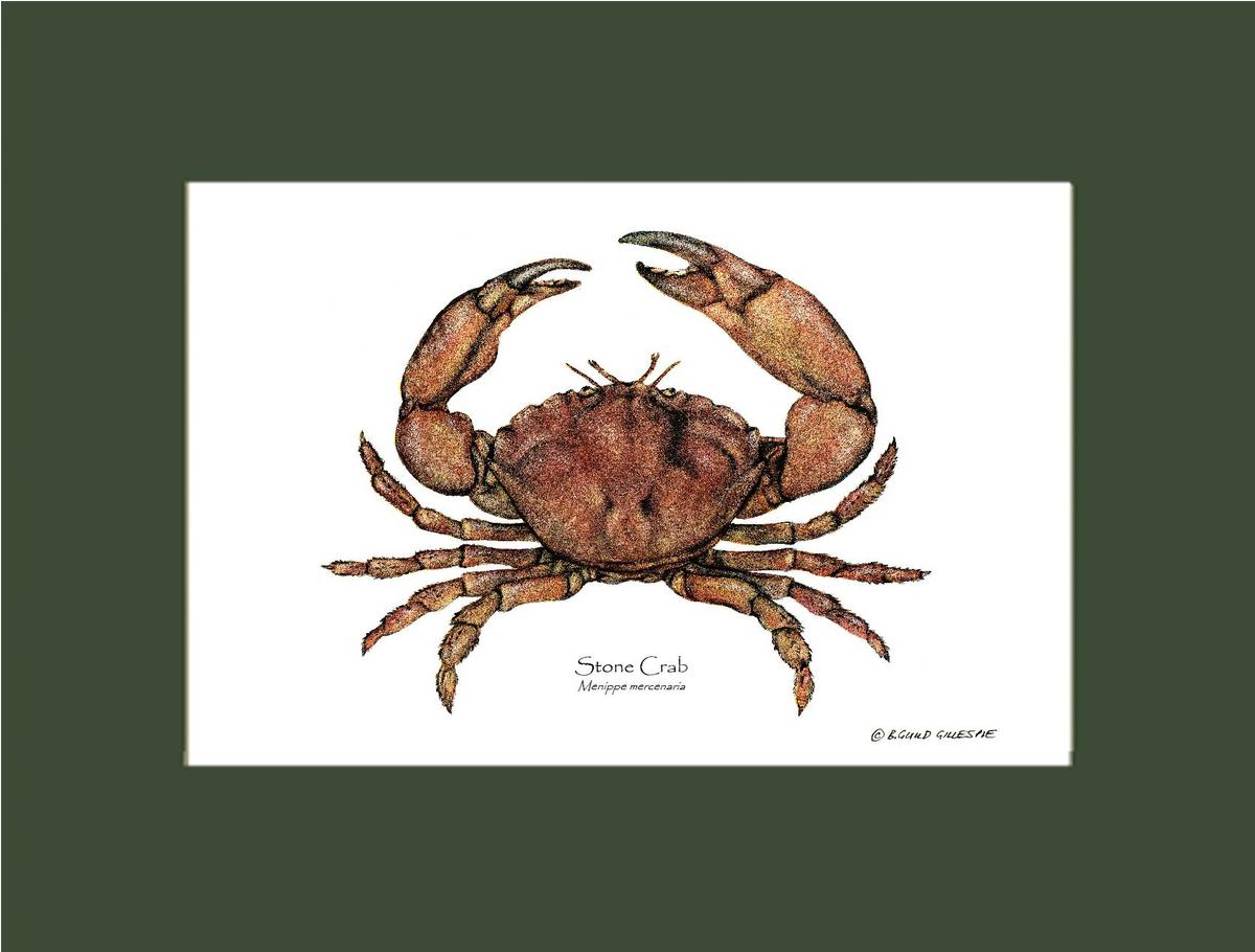 Crab, Stone | Wall Art Shellfish Print