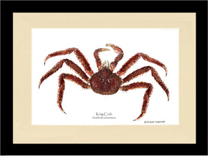 Crab, King | Wall Art Shellfish Print