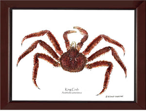 Crab, King | Wall Art Shellfish Print
