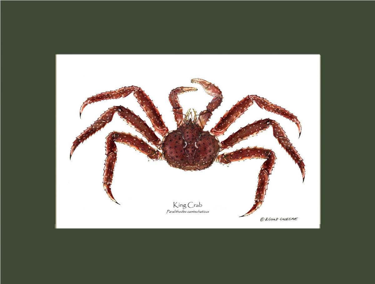 Crab, King | Wall Art Shellfish Print