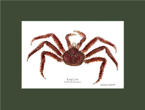 Crab, King | Wall Art Shellfish Print