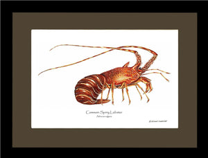 Lobster, European Spiny