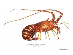 Shellfish Print: Lobster, European Spiny