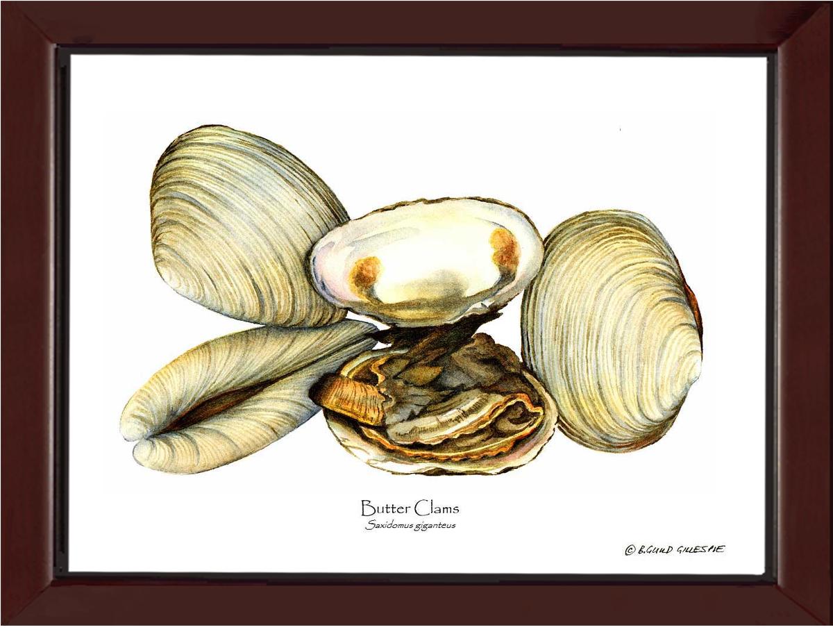 Clams, Butter | Wall Art Shellfish Print