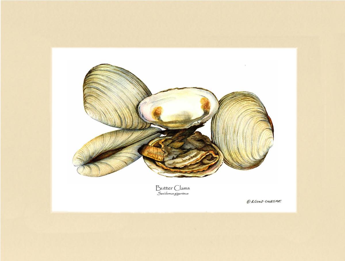 Clams, Butter | Wall Art Shellfish Print