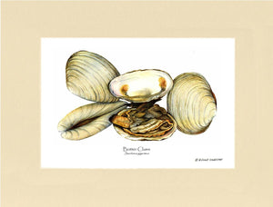 Clams, Butter