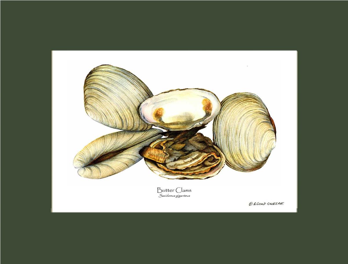 Clams, Butter | Wall Art Shellfish Print