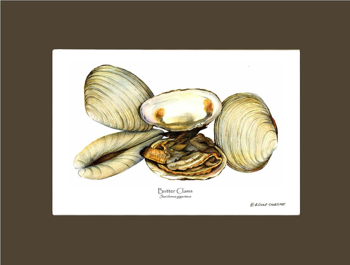 Clams, Butter | Wall Art Shellfish Print