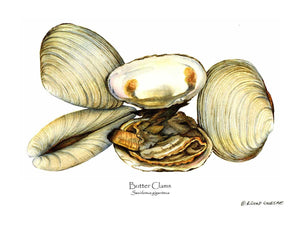 Shellfish Print: Clams, Butter
