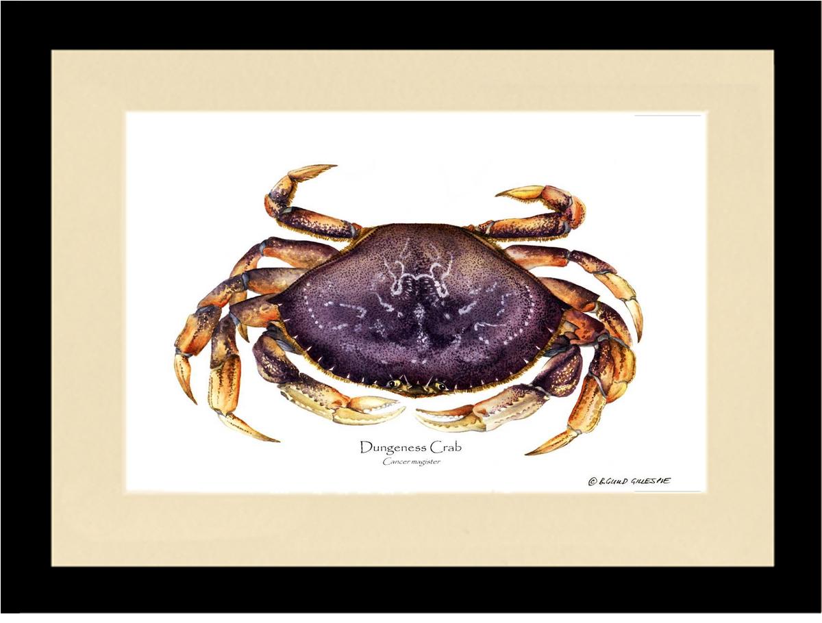 Dungeness Crab | Wall Art Shellfish Print