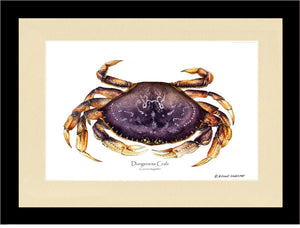 Dungeness Crab