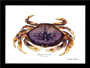 Dungeness Crab