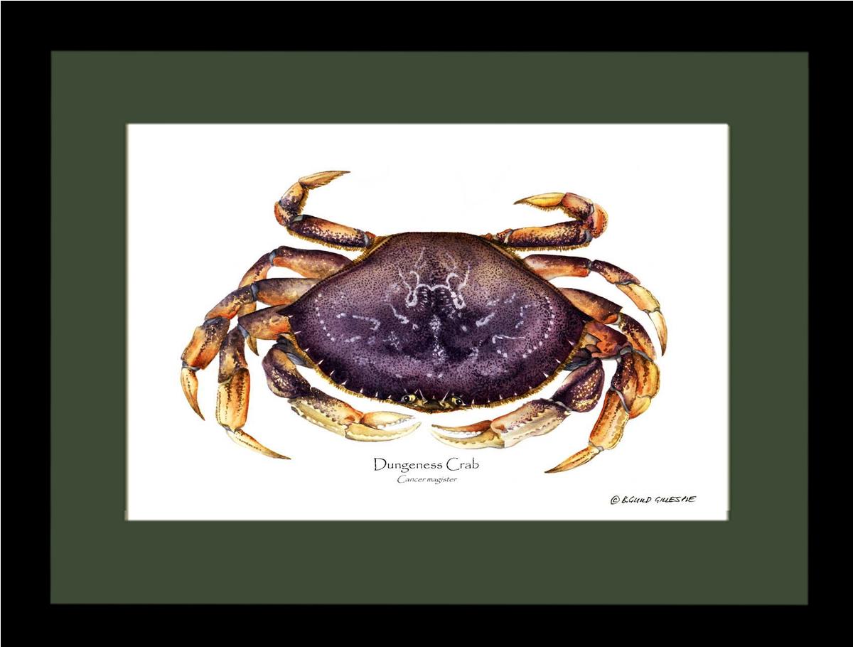 Dungeness Crab | Wall Art Shellfish Print