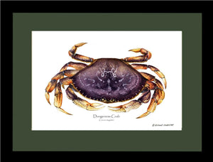 Dungeness Crab