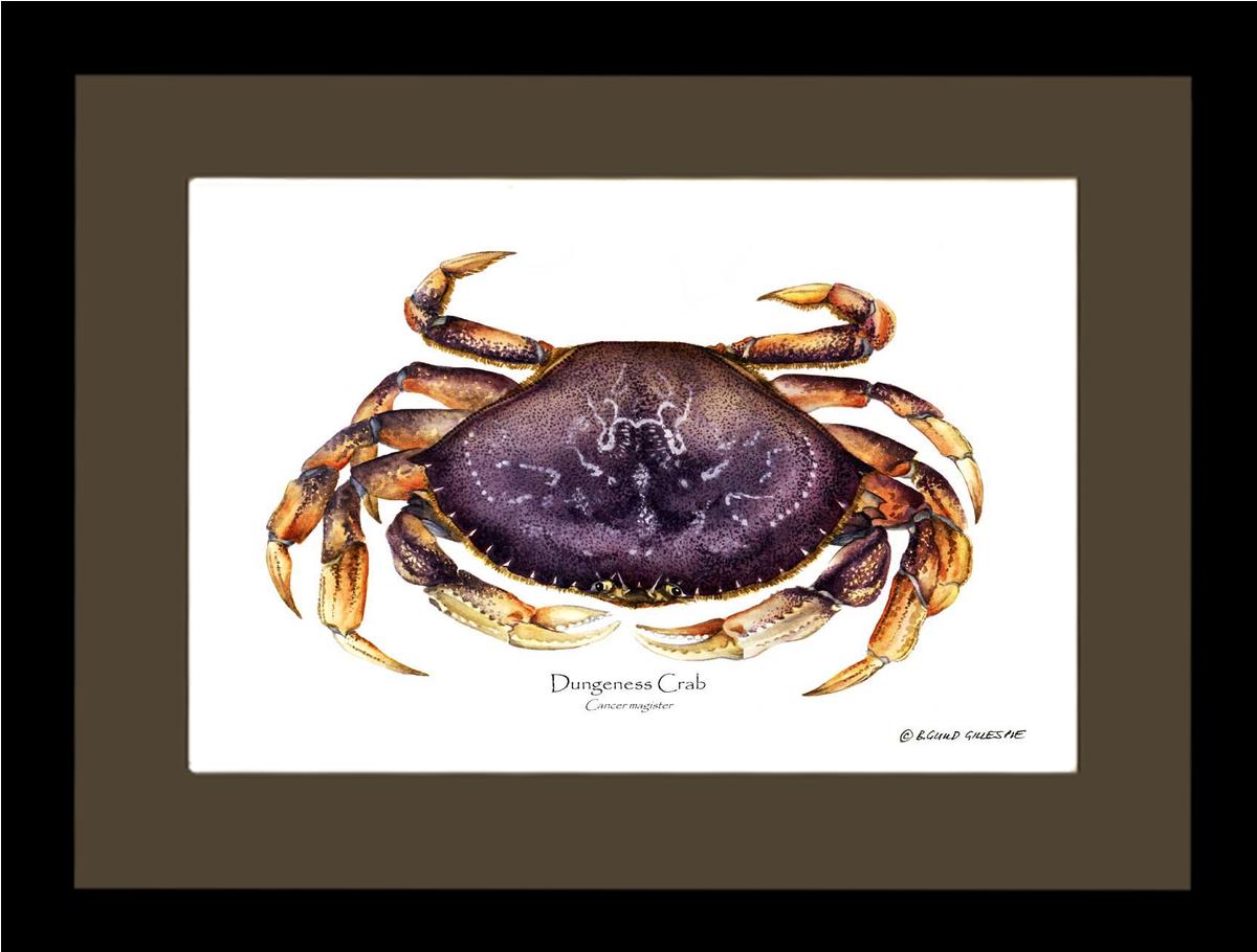 Dungeness Crab | Wall Art Shellfish Print