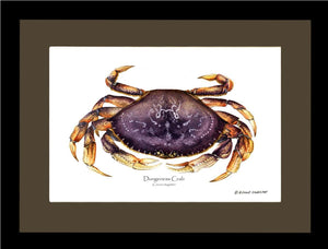 Dungeness Crab