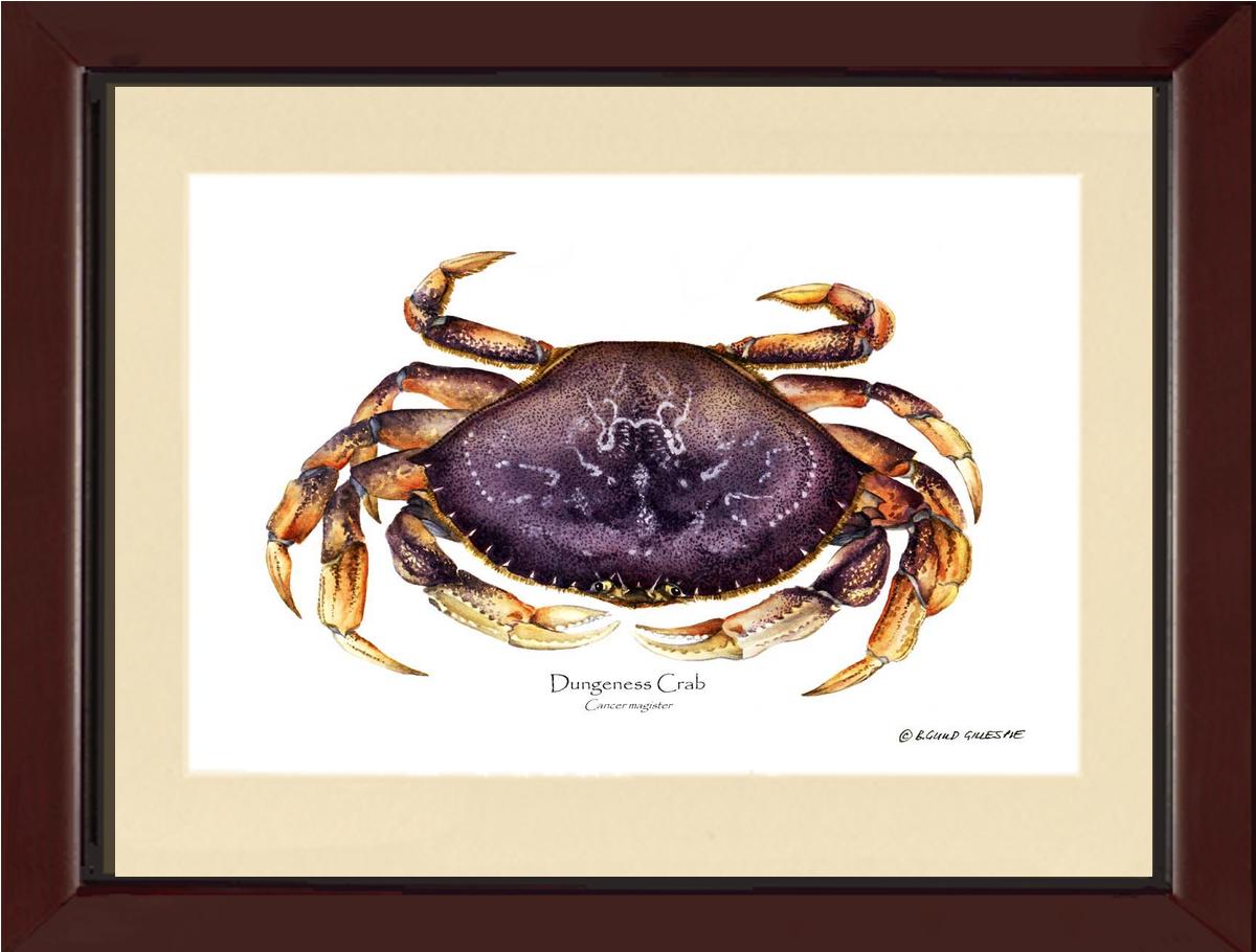 Dungeness Crab | Wall Art Shellfish Print