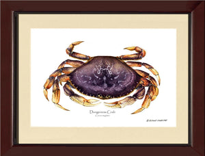 Dungeness Crab