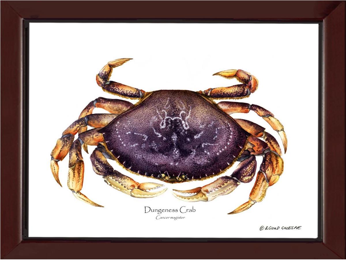 Dungeness Crab | Wall Art Shellfish Print