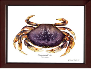 Dungeness Crab