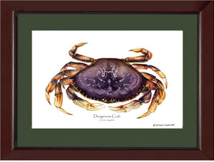 Dungeness Crab