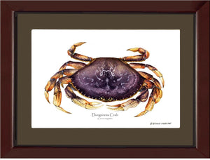 Dungeness Crab
